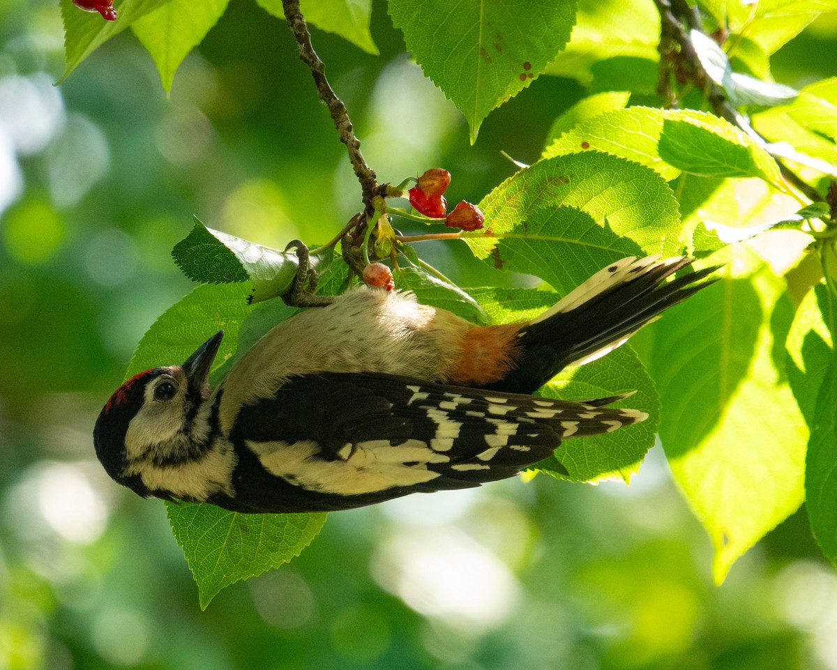 Great Spotted Woodpecker - ML620059910