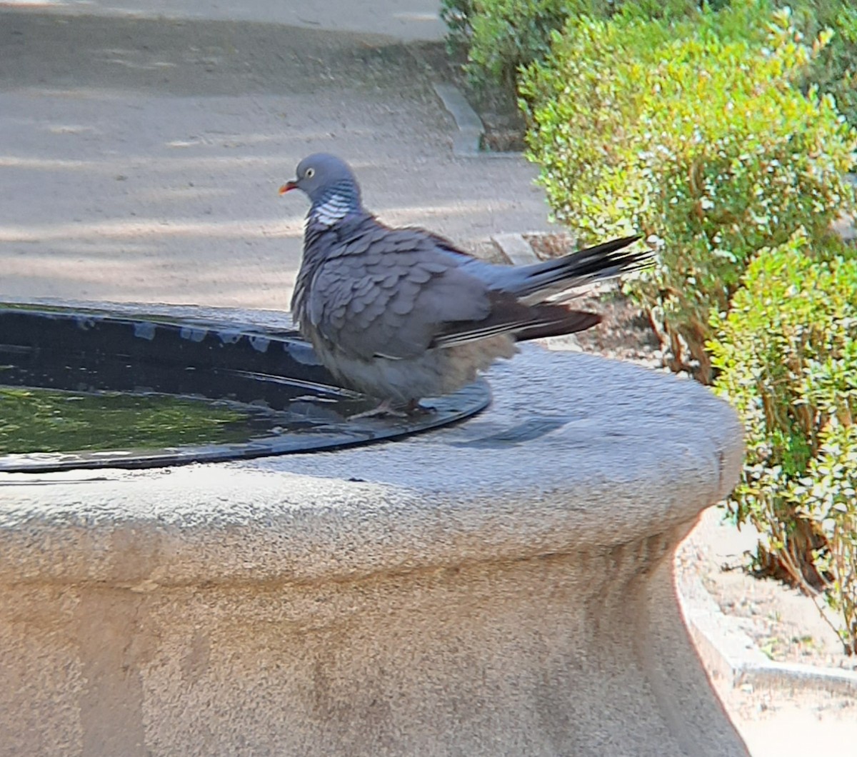 Common Wood-Pigeon - ML620059914