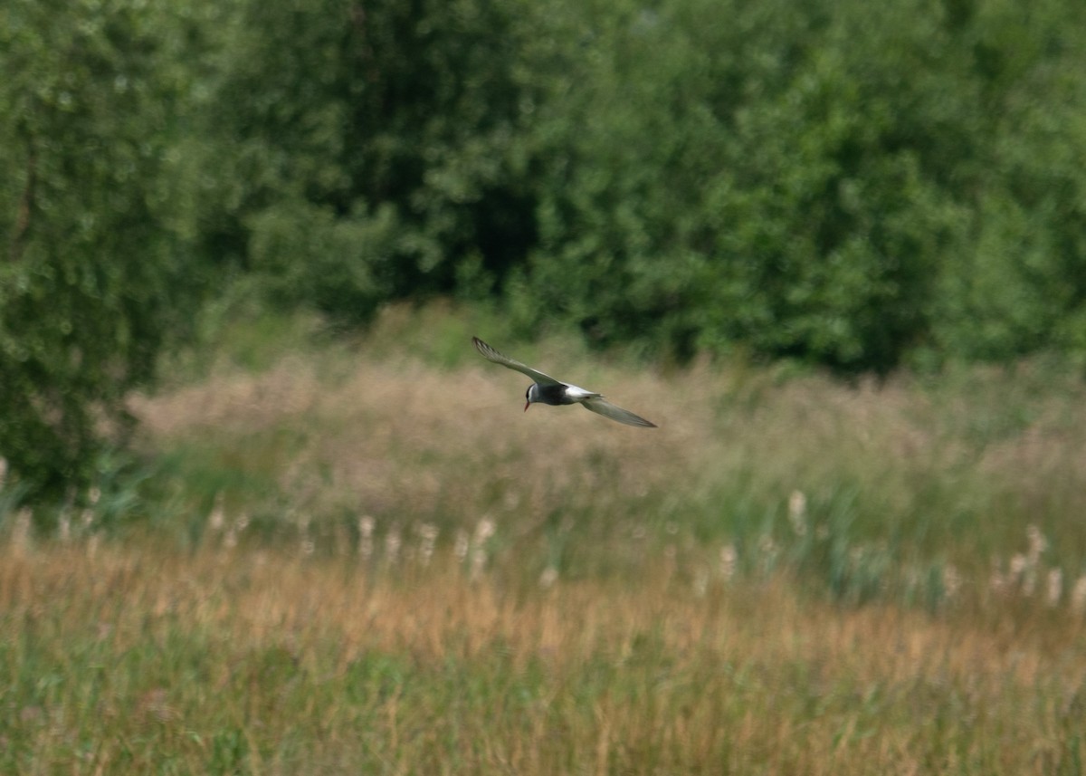 Whiskered Tern - ML620059917