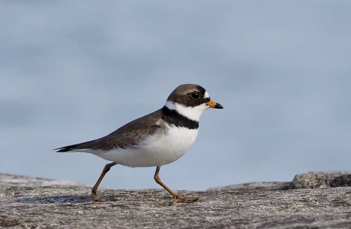 Semipalmated Plover - ML620059920