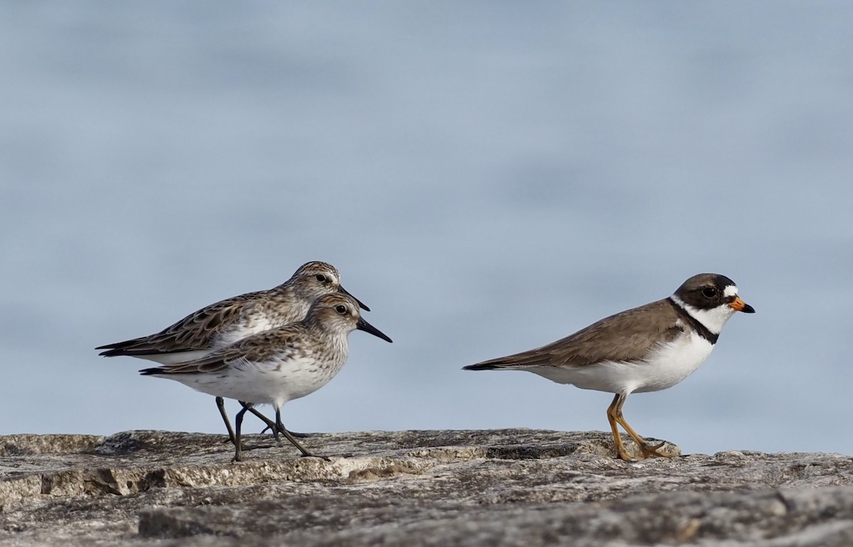 Semipalmated Plover - ML620059921