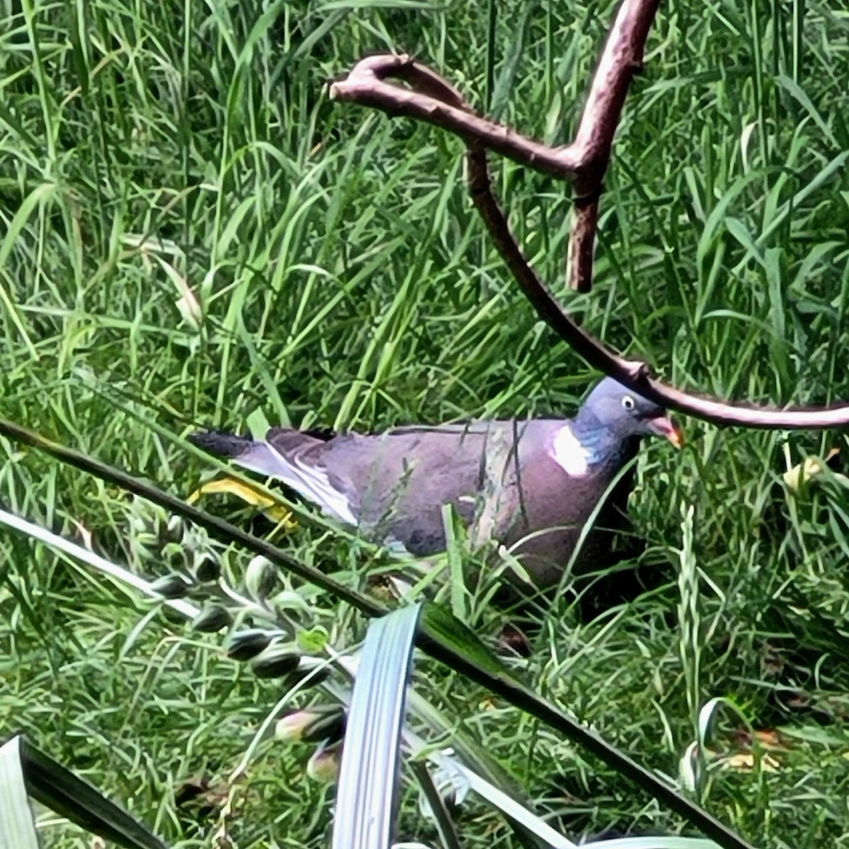 Common Wood-Pigeon (White-necked) - ML620059923