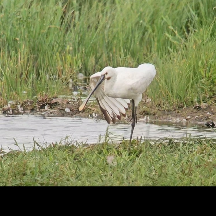 Eurasian Spoonbill - ML620059928