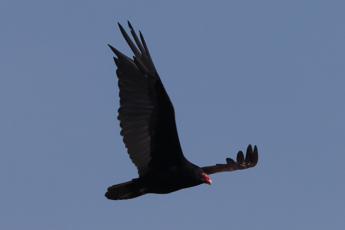 Turkey Vulture - ML620059930