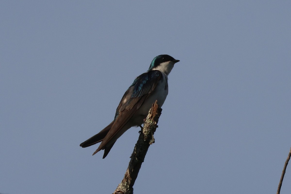 Tree Swallow - ML620059941