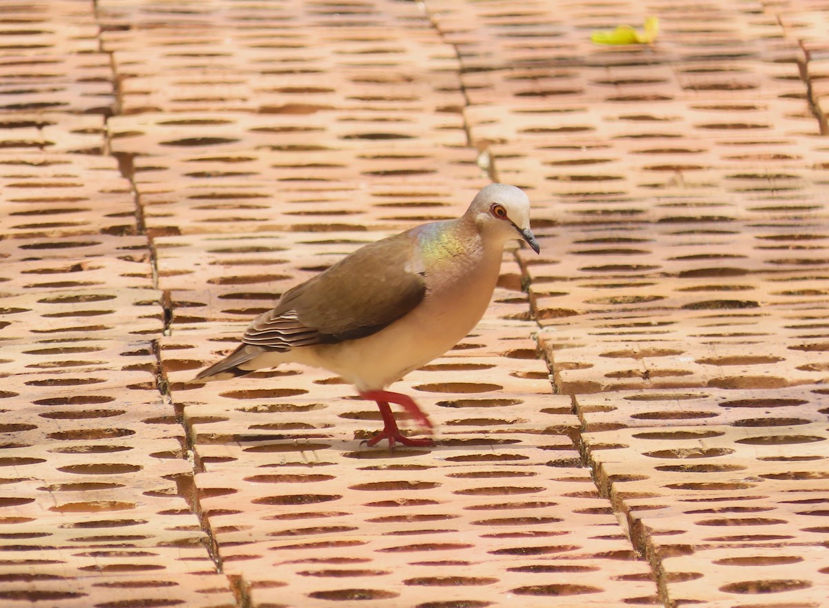 Caribbean Dove - ML620059944