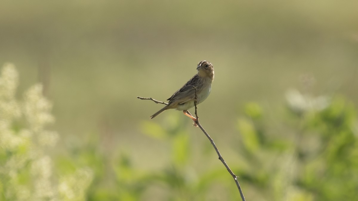 Grasshopper Sparrow - ML620059981