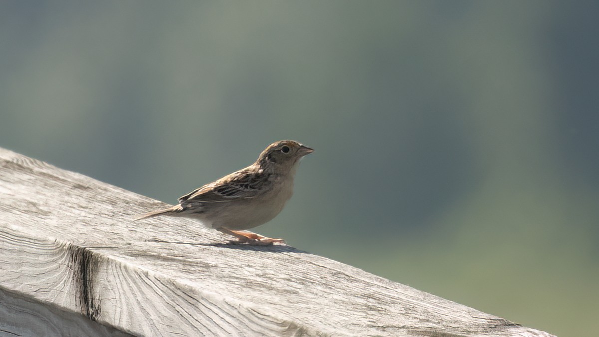 Grasshopper Sparrow - ML620059982