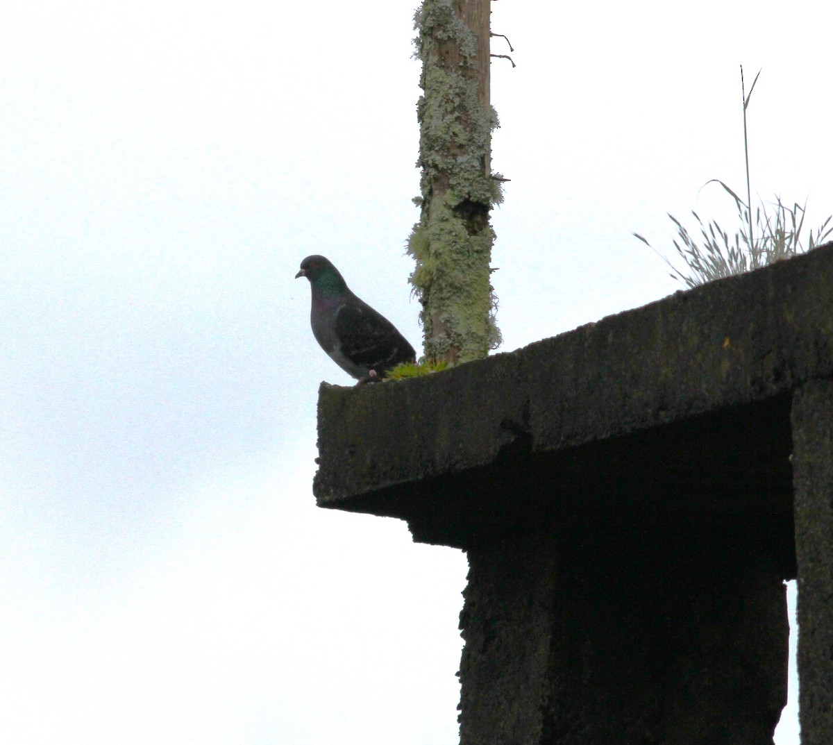 Rock Pigeon (Feral Pigeon) - ML620059985