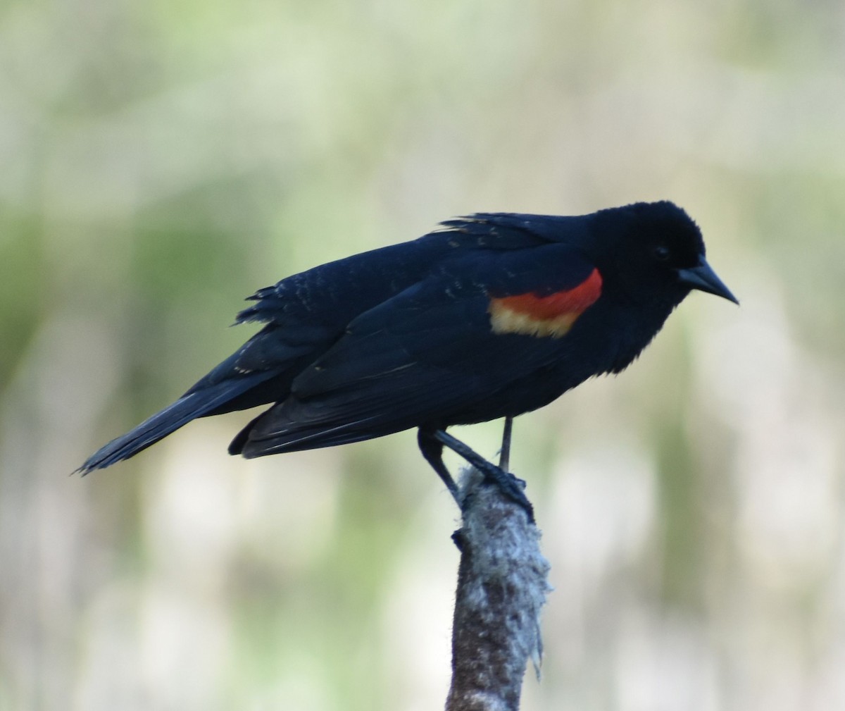 Red-winged Blackbird - ML620060006