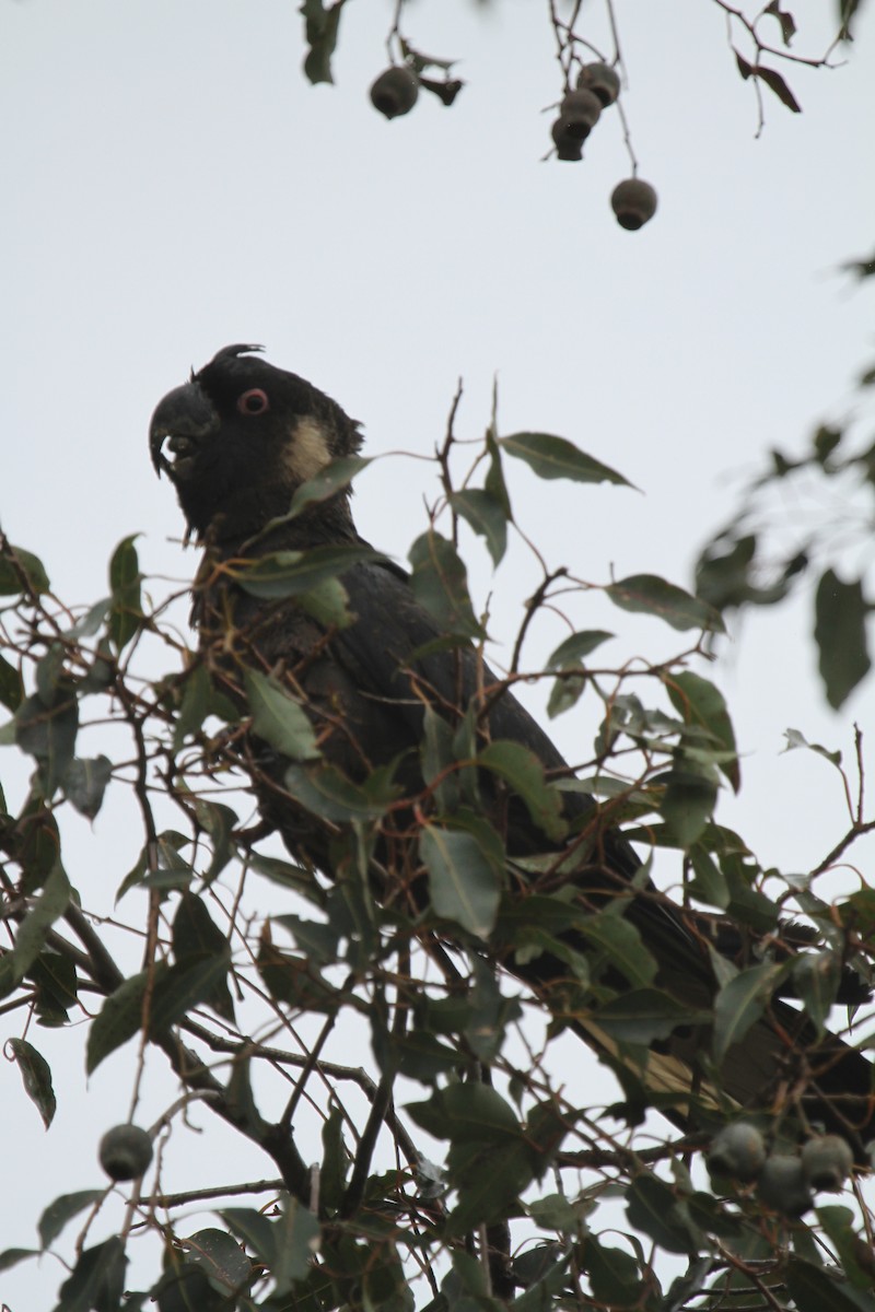 kakadu bělouchý - ML620060048