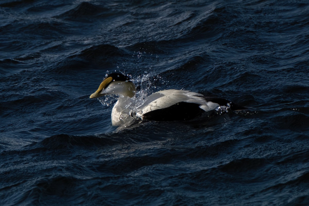 Common Eider - Tim Horvath