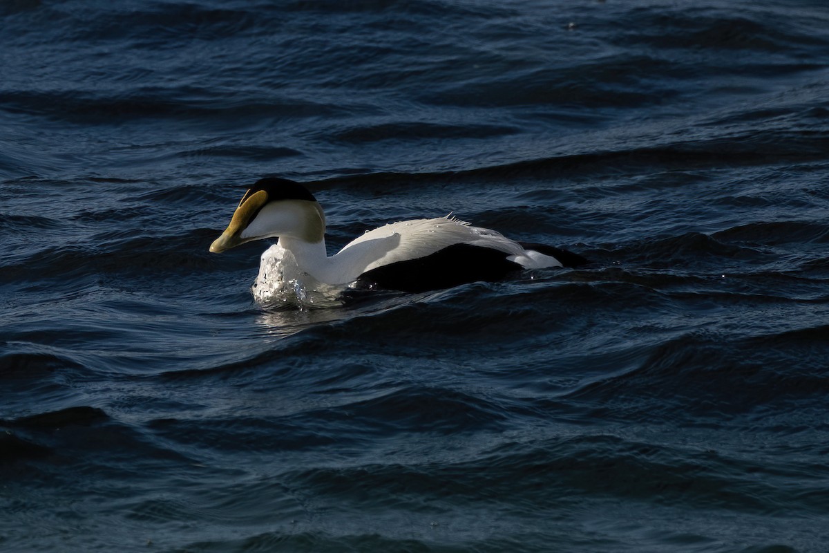 Common Eider - ML620060056