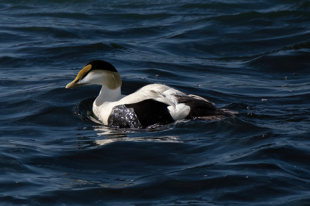 Common Eider - ML620060057