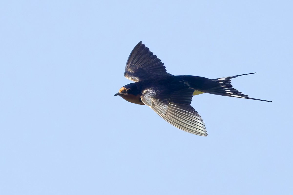 Barn Swallow - ML620060090