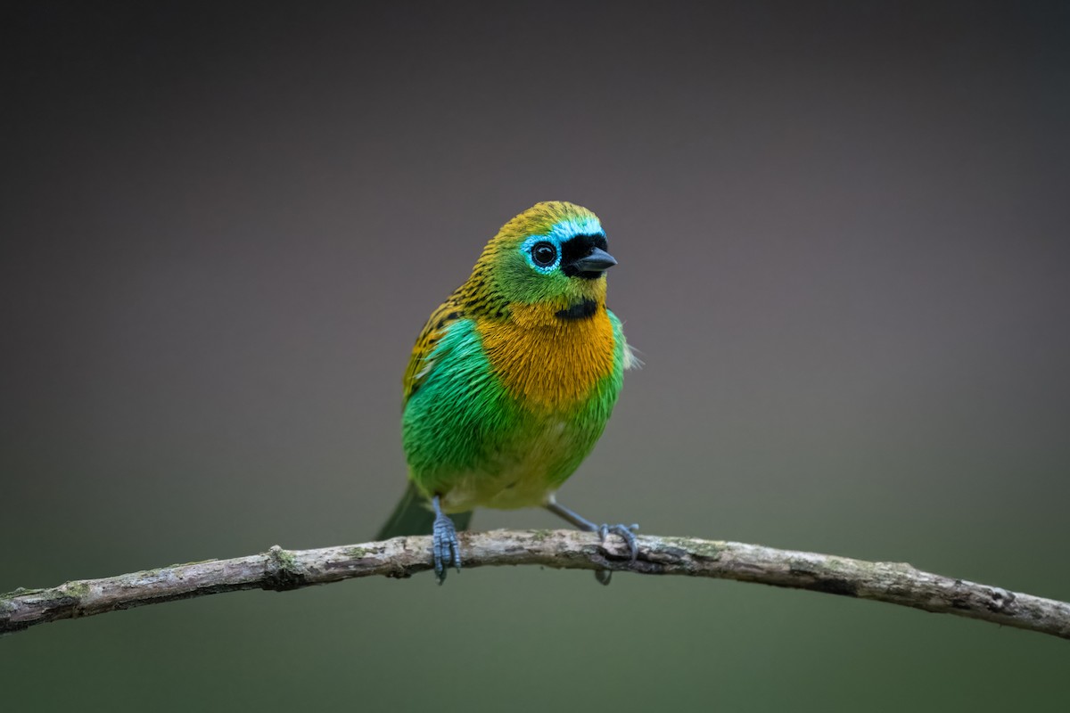 Brassy-breasted Tanager - ML620060102