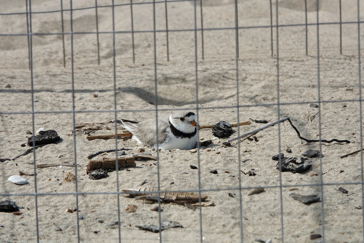 Piping Plover - ML620060103