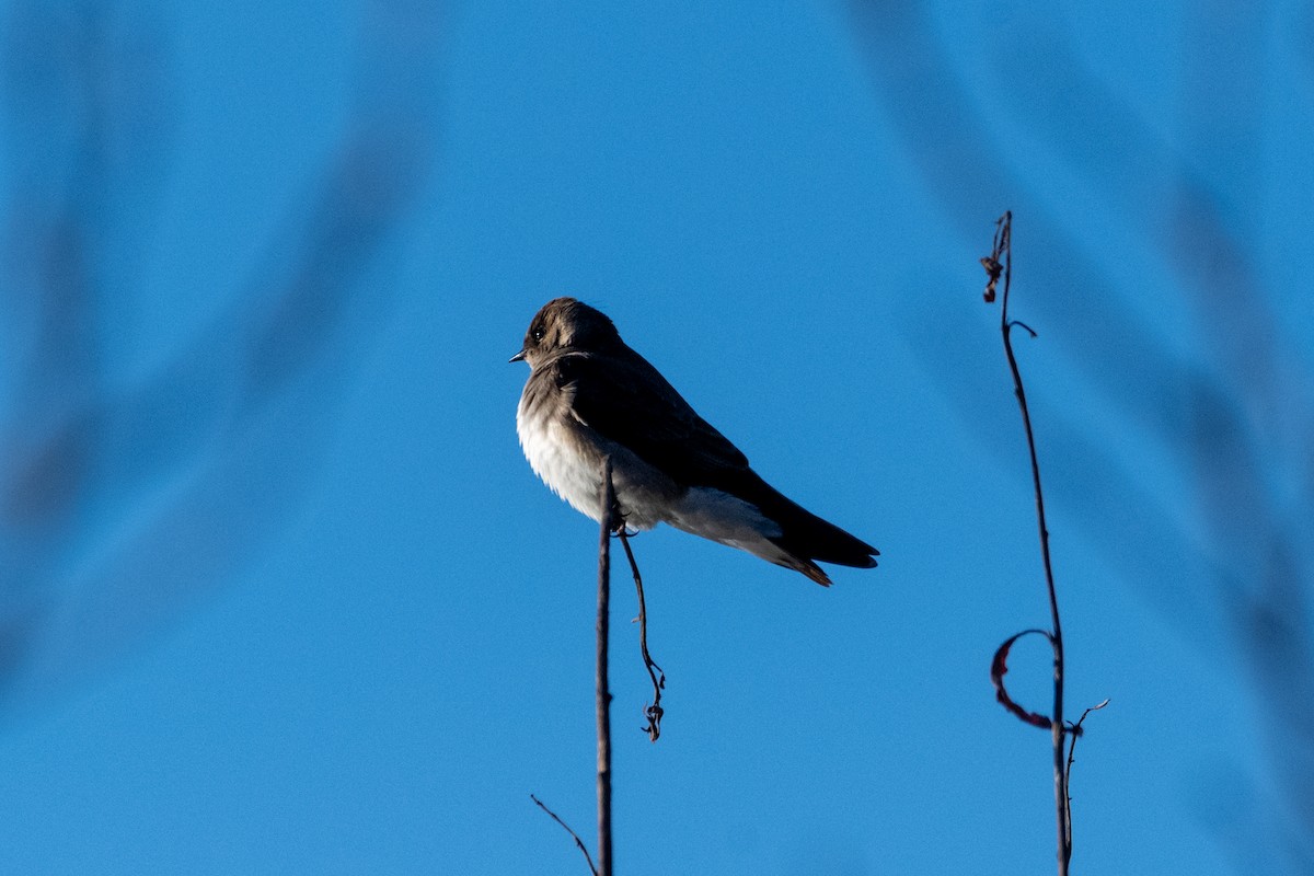 Northern Rough-winged Swallow - ML620060105