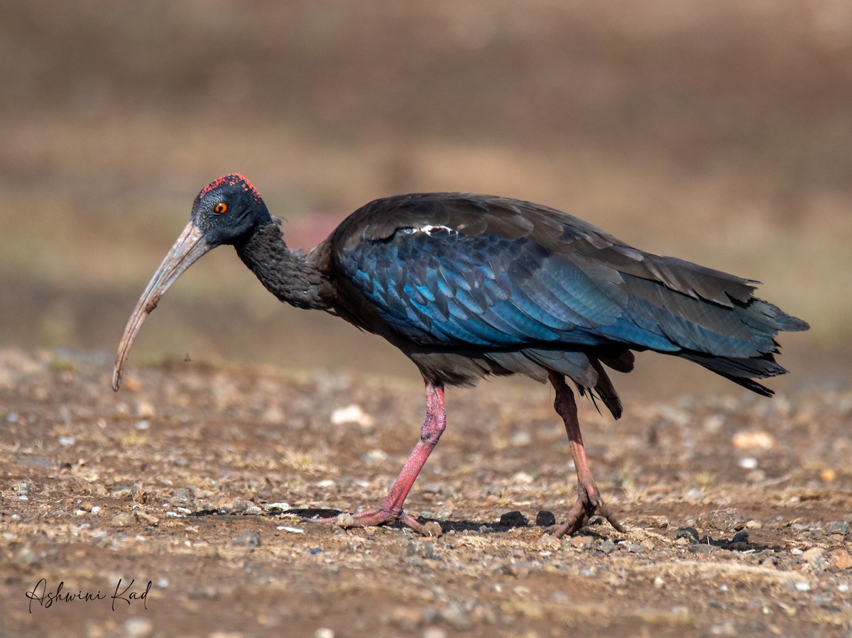ibis bradavičnatý - ML620060106