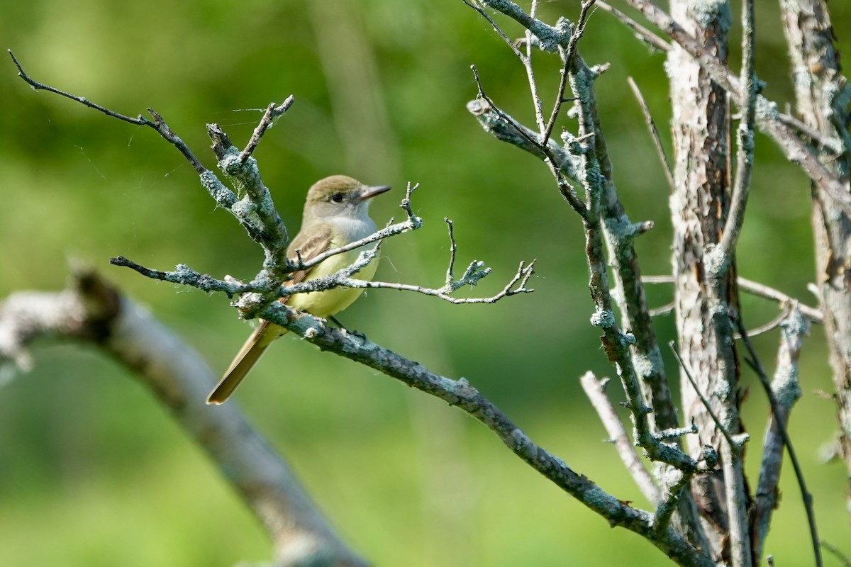 Great Crested Flycatcher - ML620060108