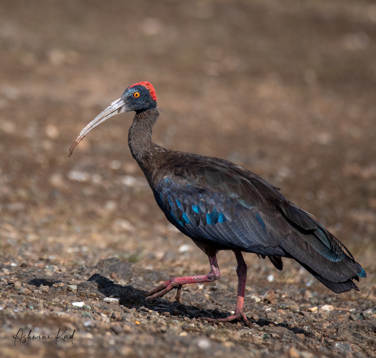 ibis bradavičnatý - ML620060119