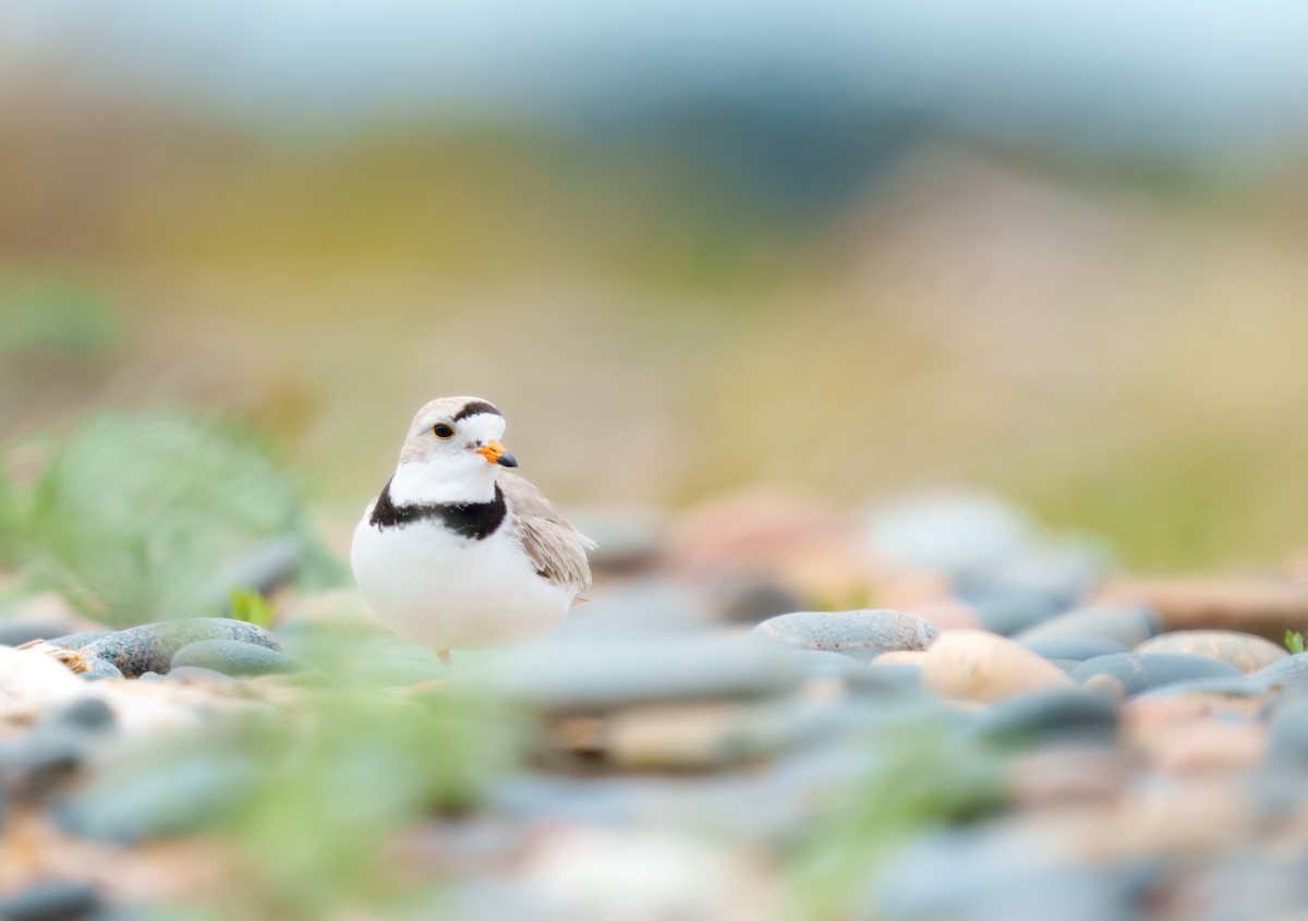 Piping Plover - ML620060138