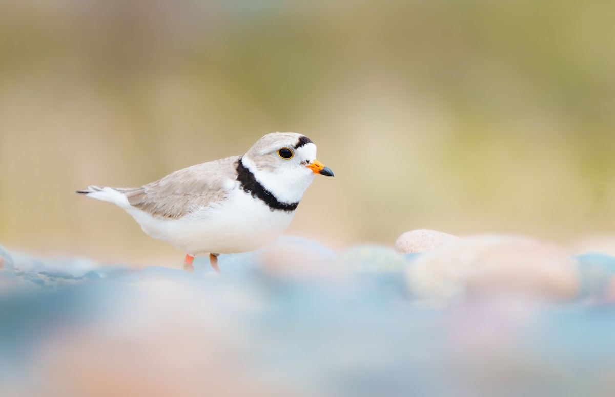 Piping Plover - ML620060139