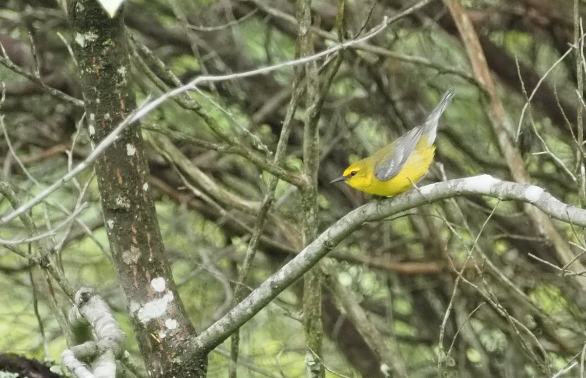 Blue-winged Warbler - Karen Markey