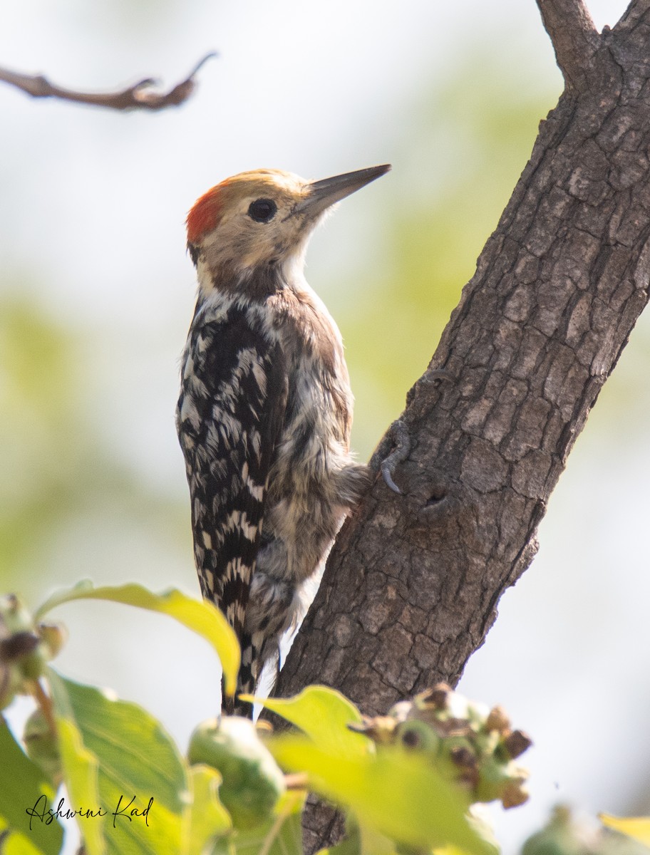 Yellow-crowned Woodpecker - ML620060142
