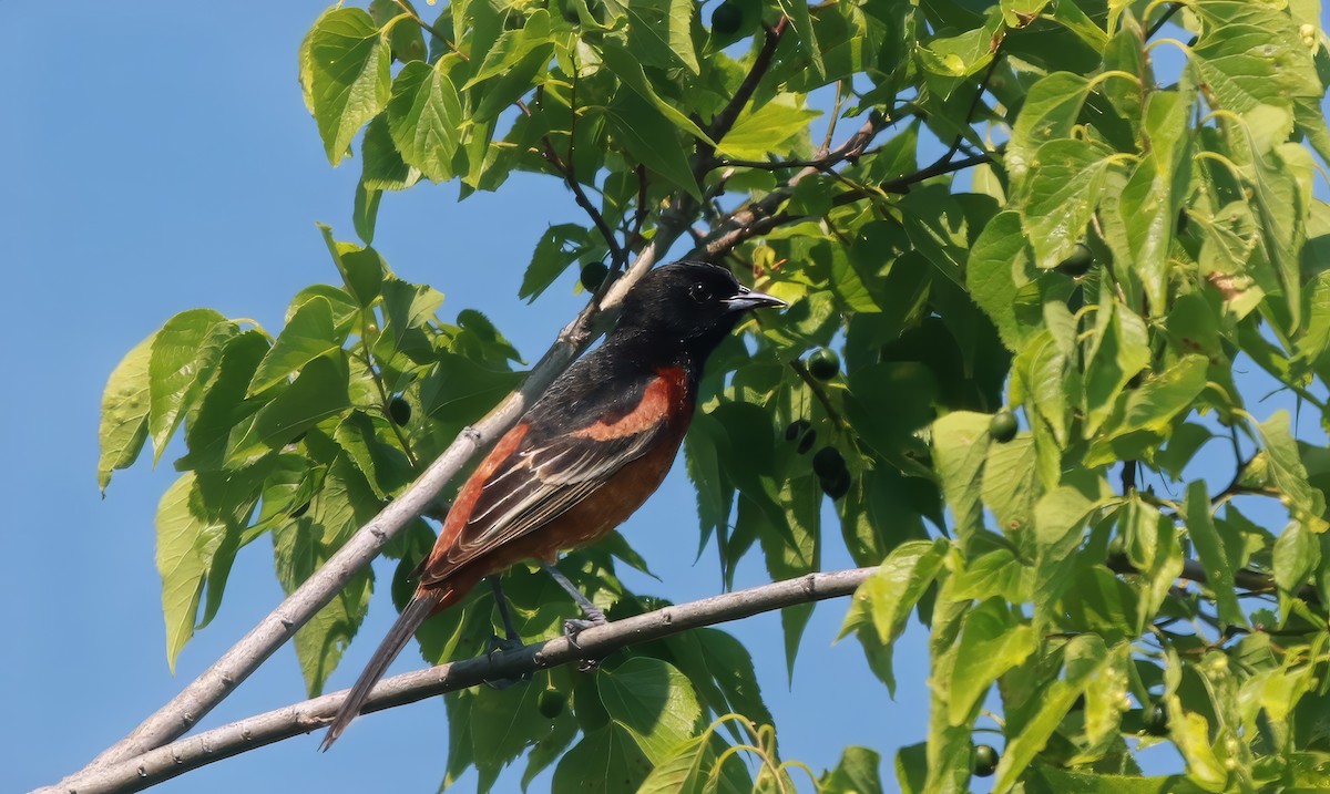 Orchard Oriole - ML620060143