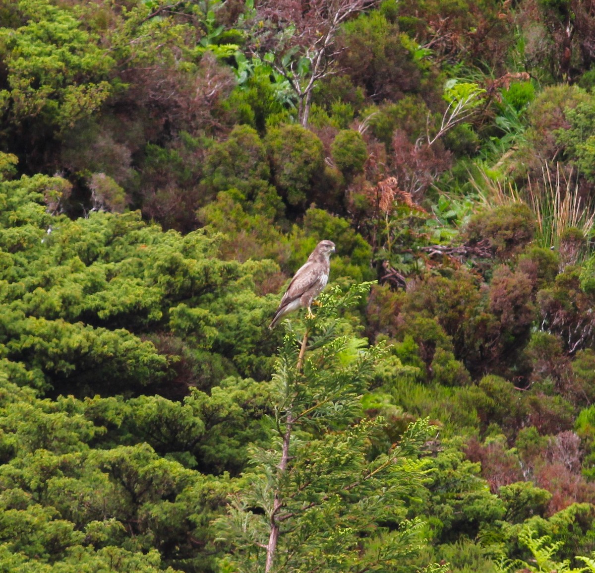 Common Buzzard (Azores) - ML620060145