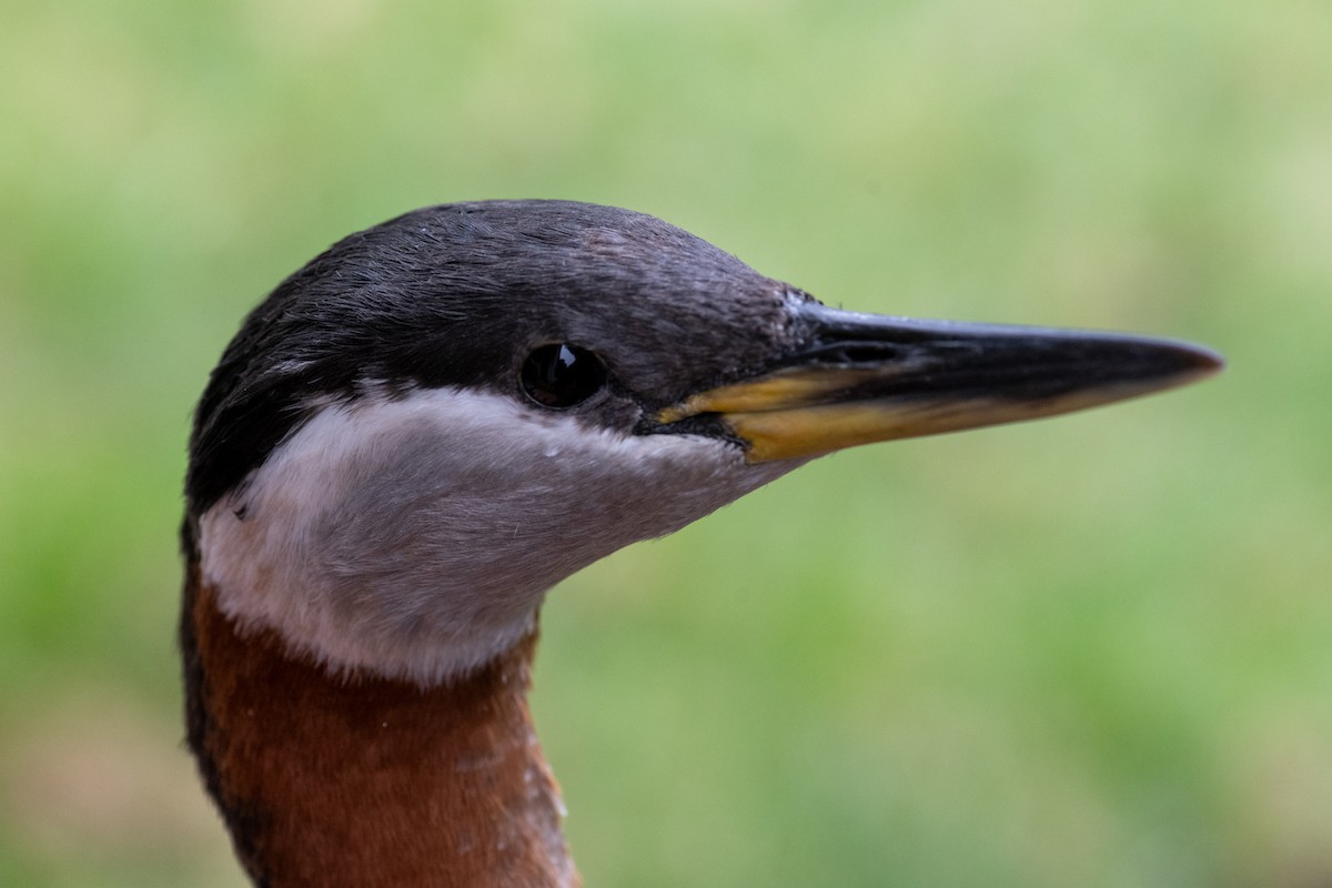Red-necked Grebe - ML620060159