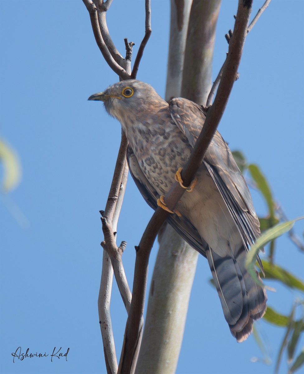Common Hawk-Cuckoo - ML620060169