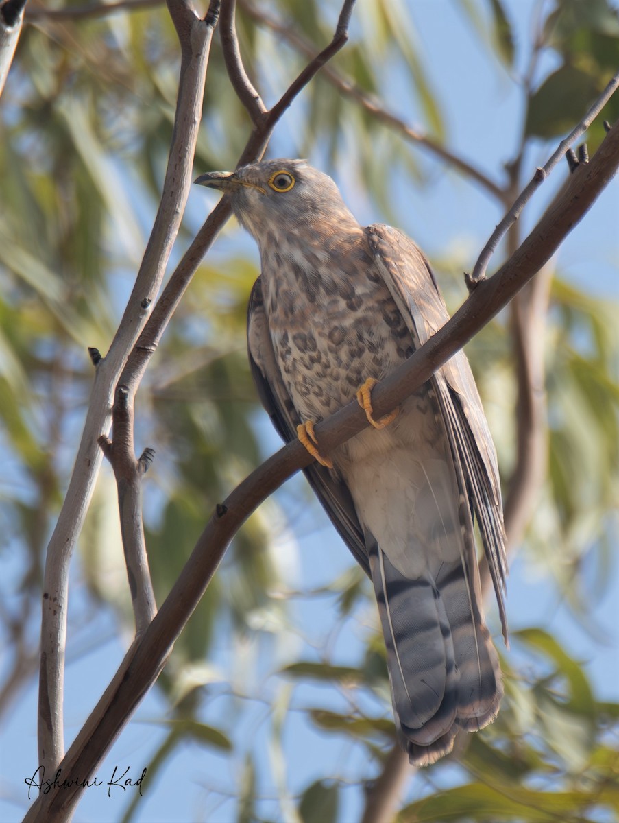 Common Hawk-Cuckoo - ML620060170