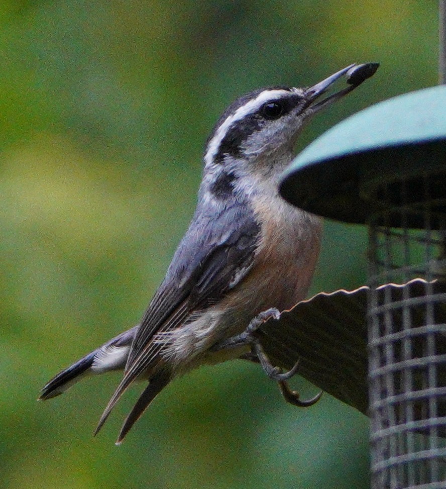 Red-breasted Nuthatch - ML620060182