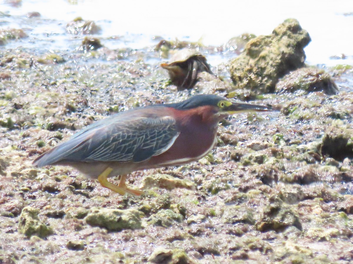 Green Heron - ML620060193