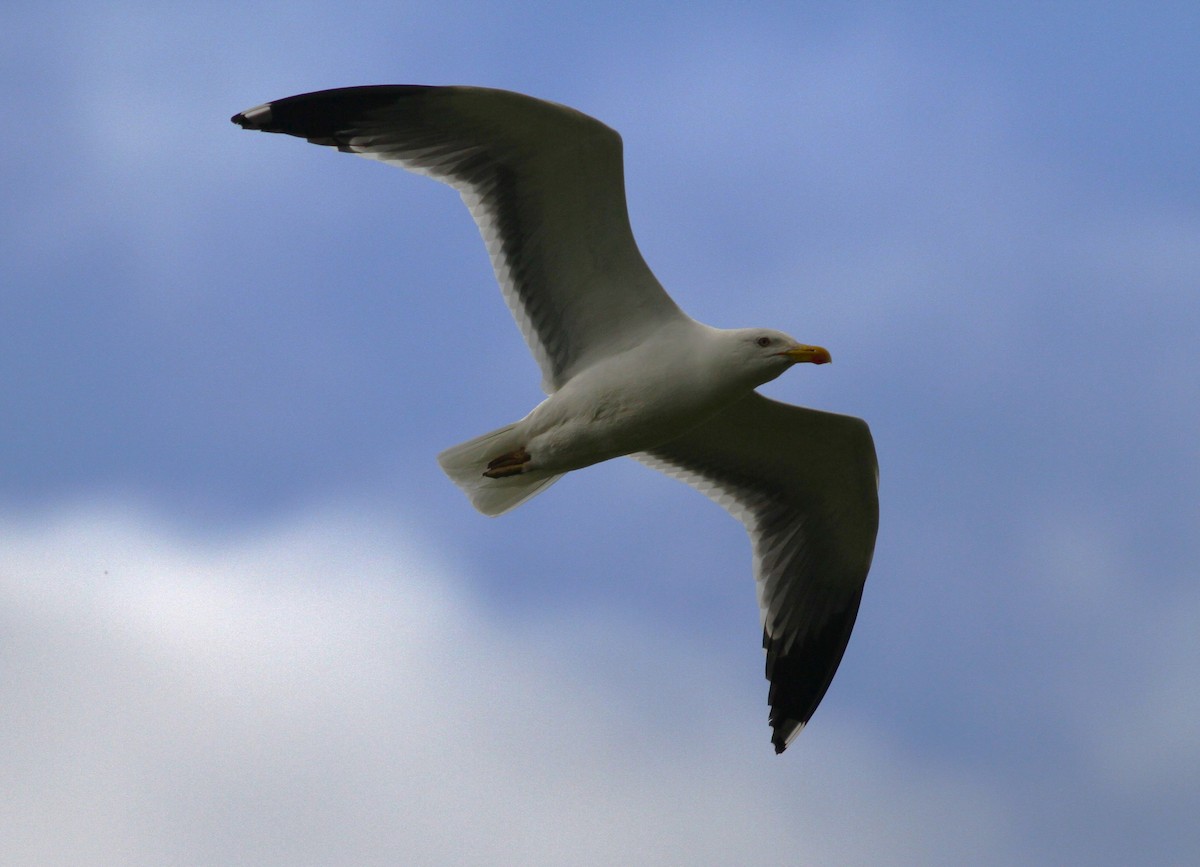 Yellow-legged Gull (atlantis) - ML620060201