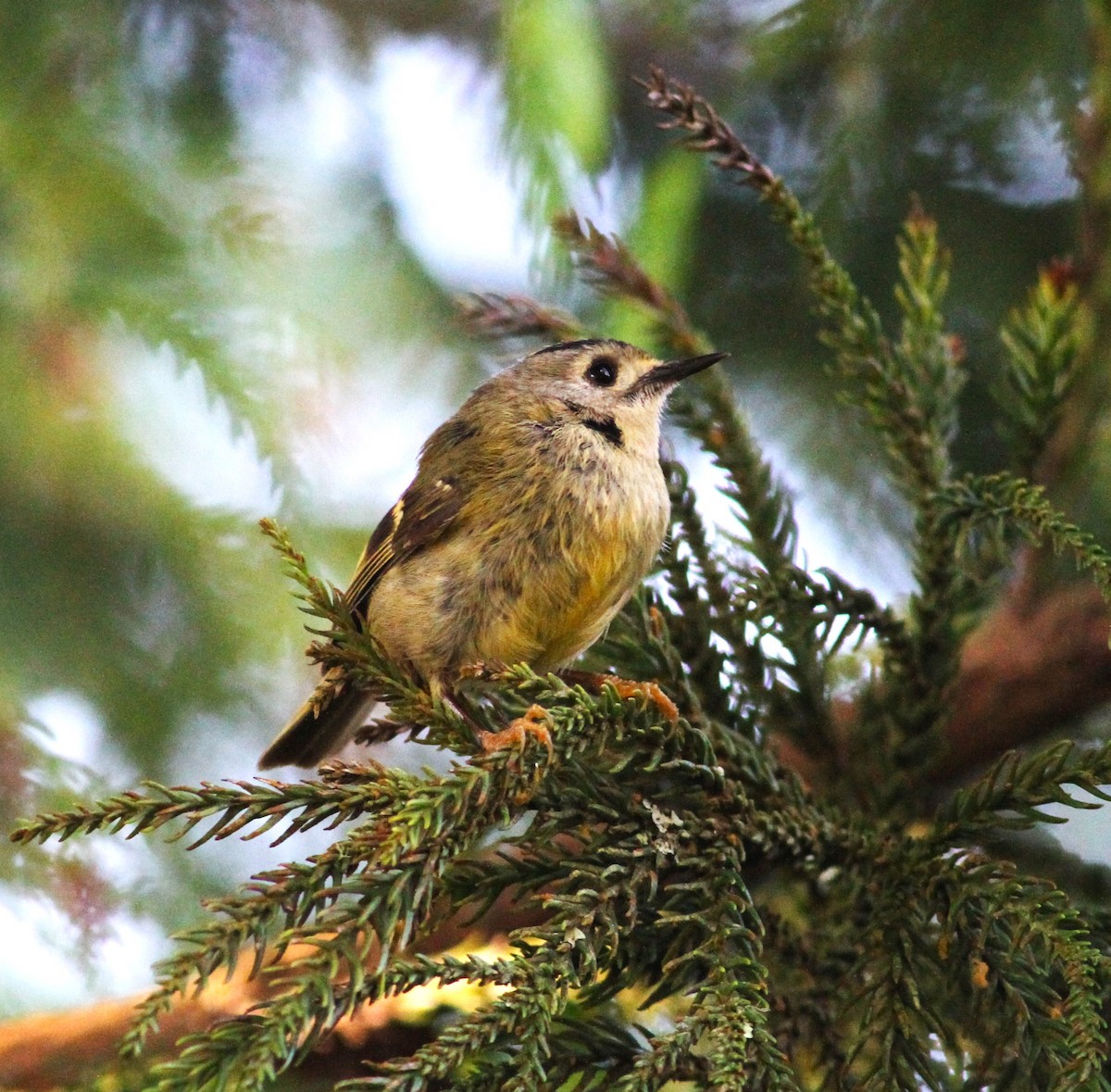 Goldcrest (Western Azores) - ML620060209