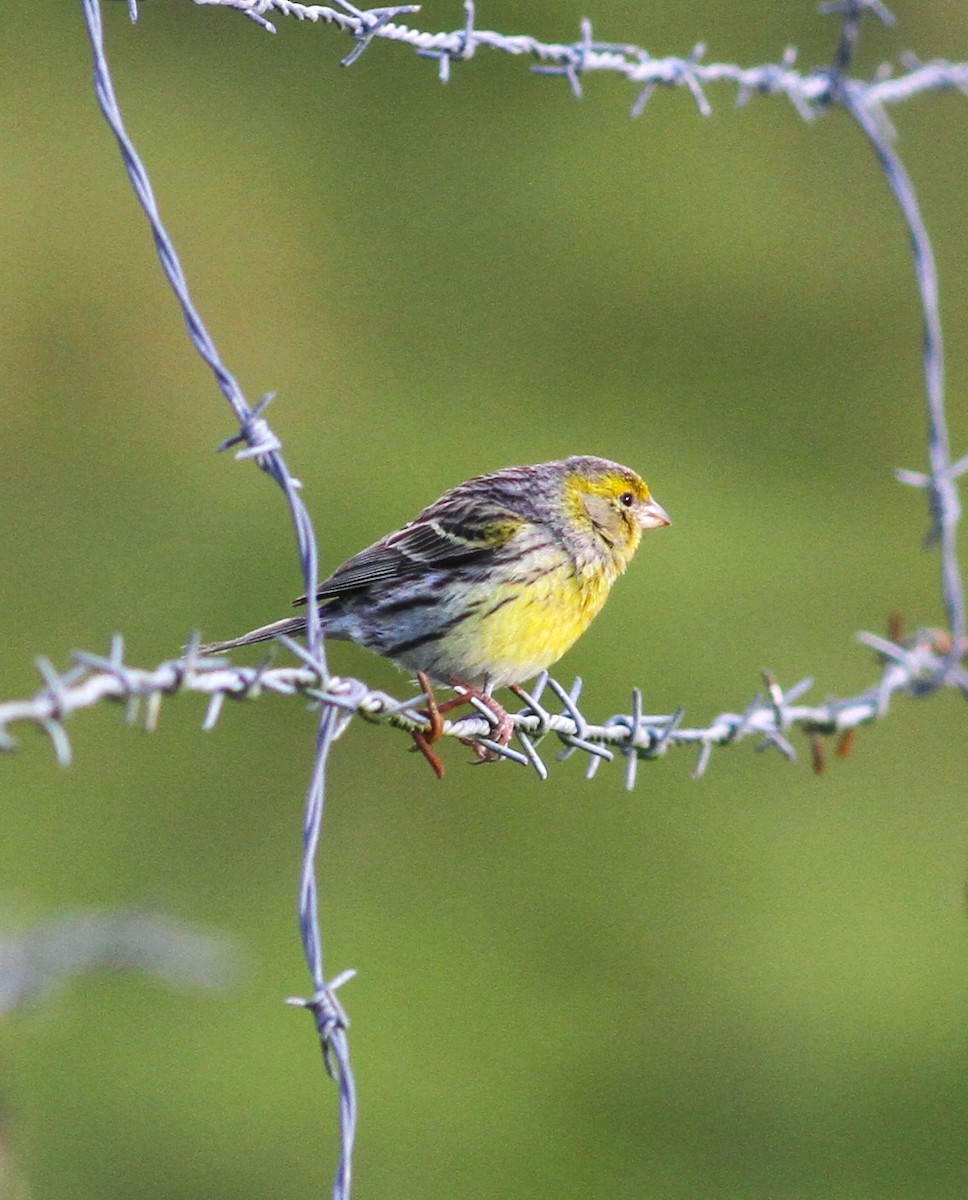 Island Canary - ML620060225