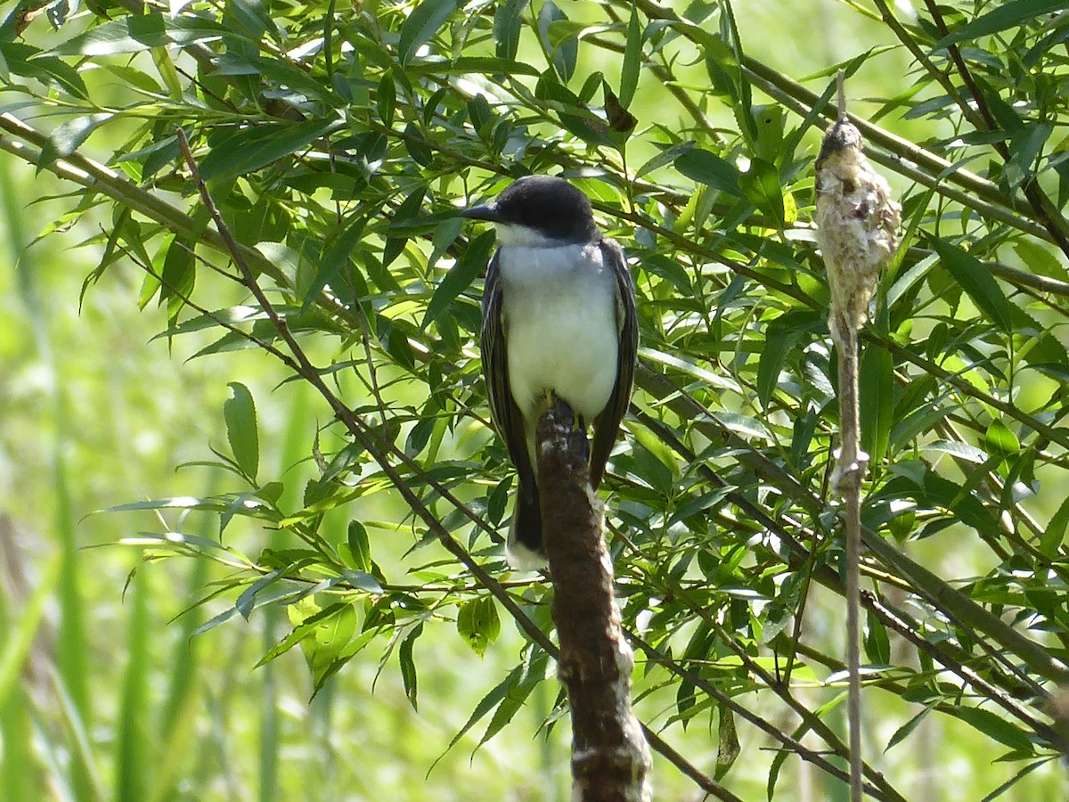 Eastern Kingbird - ML620060228