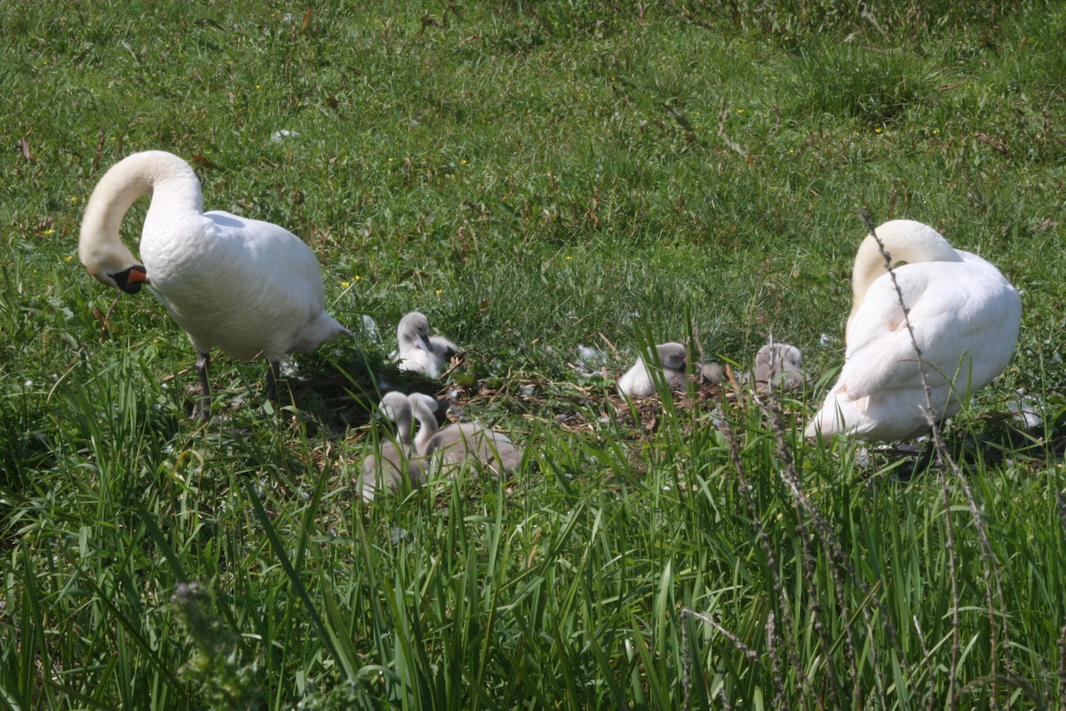 Mute Swan - ML620060258