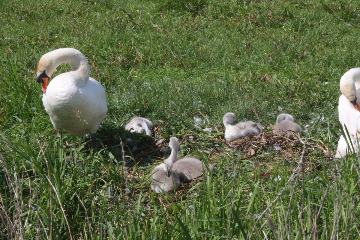 Mute Swan - ML620060259