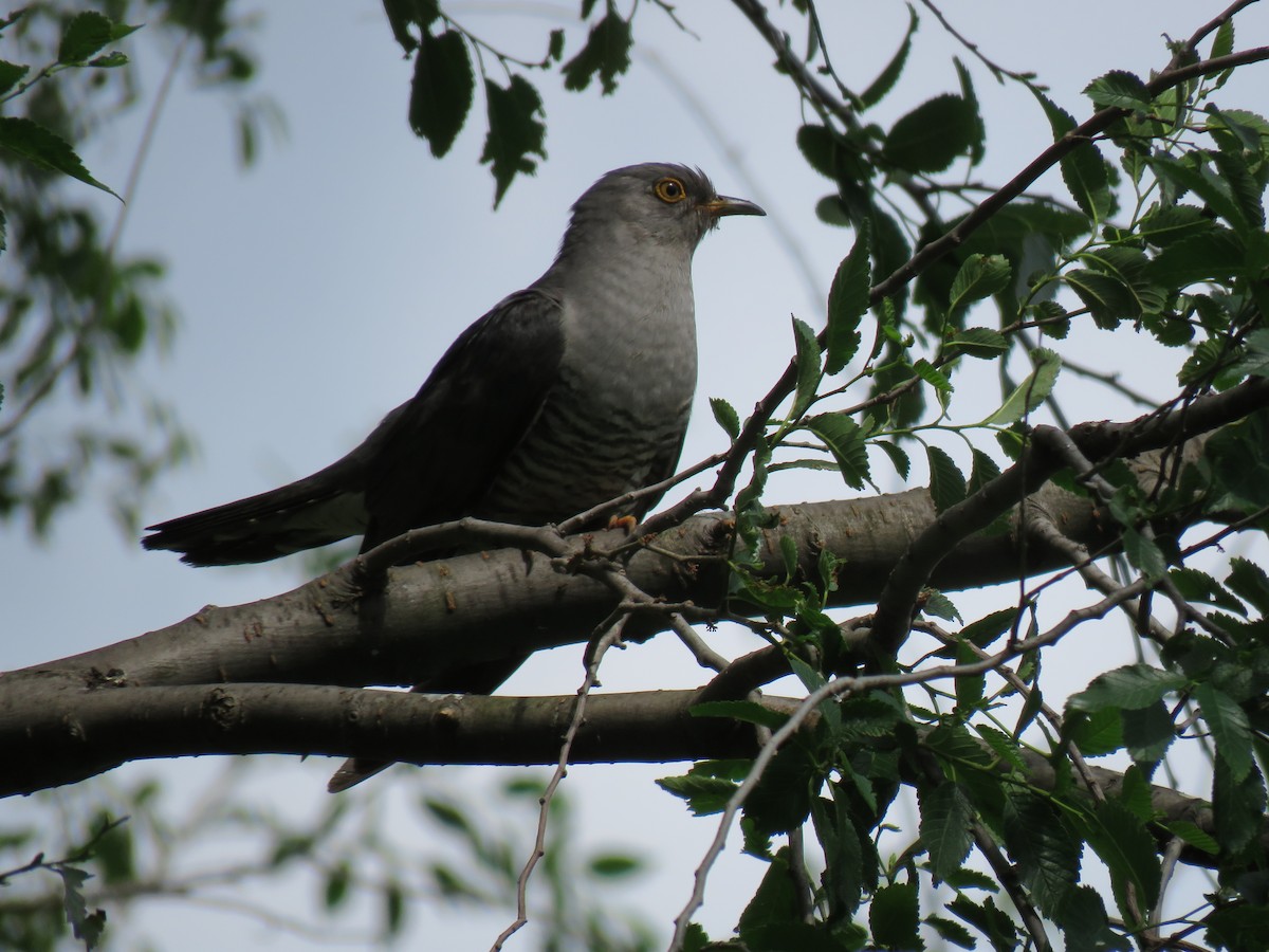 Common Cuckoo - ML620060271