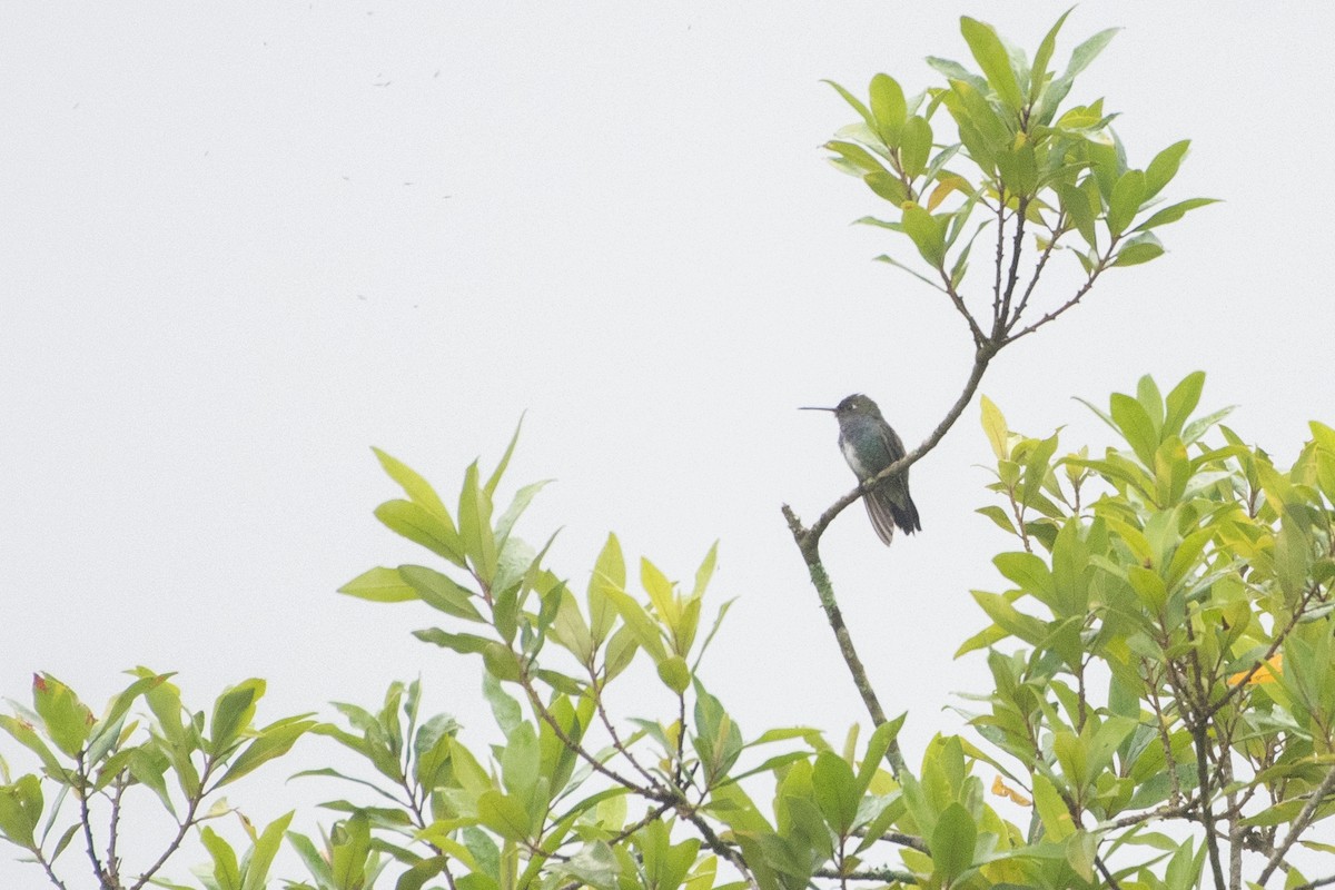 kolibřík lesklobřichý - ML620060278