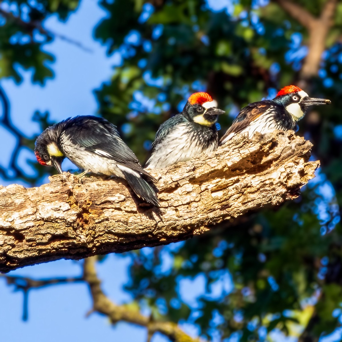 Acorn Woodpecker - ML620060280