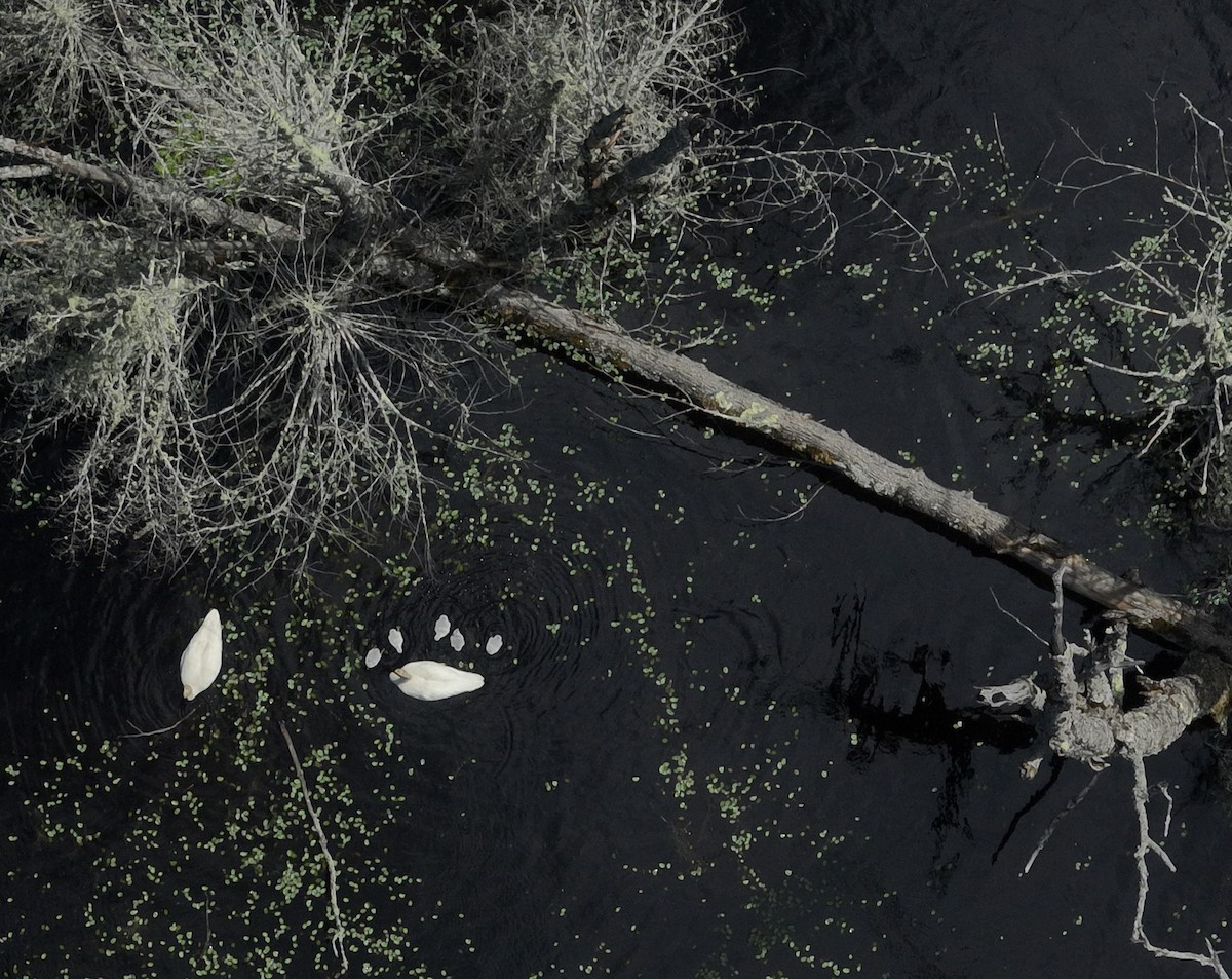 Trumpeter Swan - Joseph Youngman