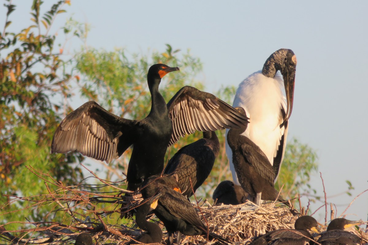 Double-crested Cormorant - ML620060298