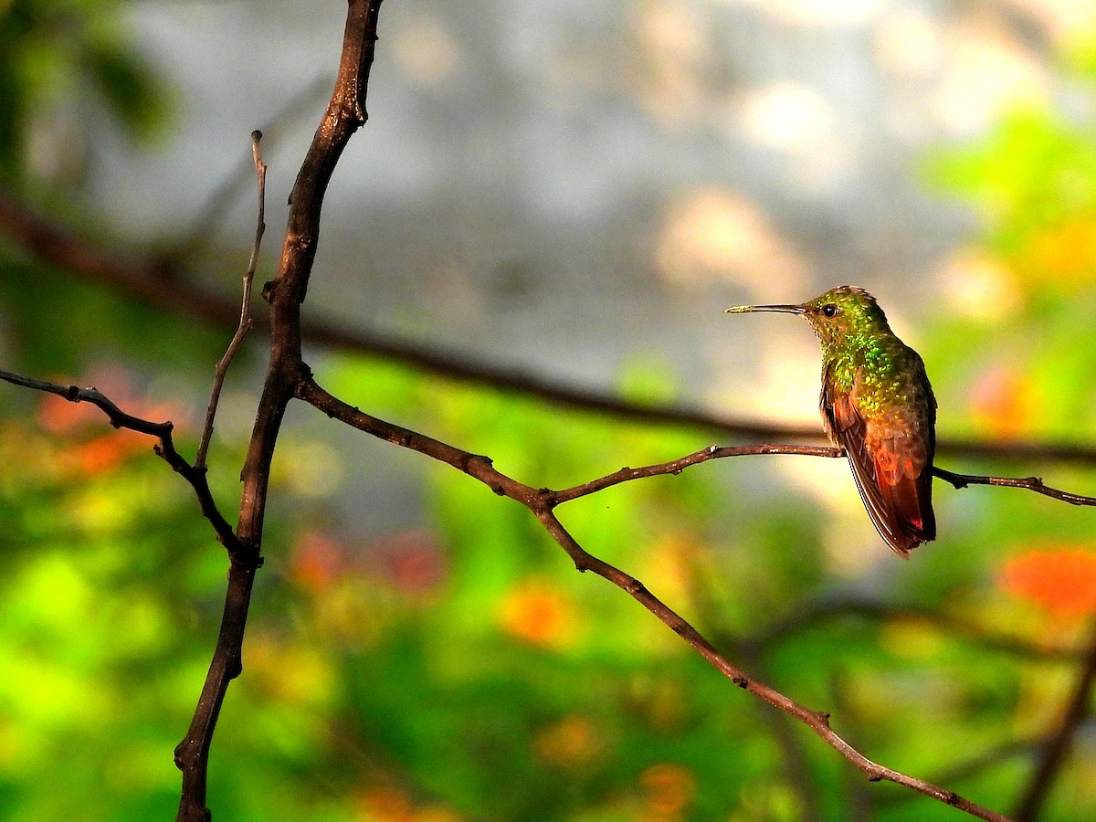 kolibřík mexický - ML620060301