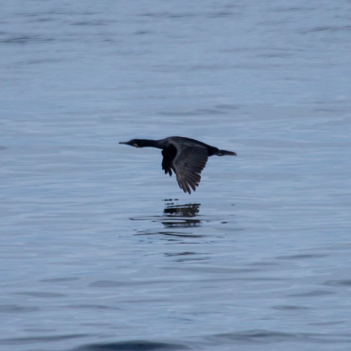 Brandt's Cormorant - ML620060304