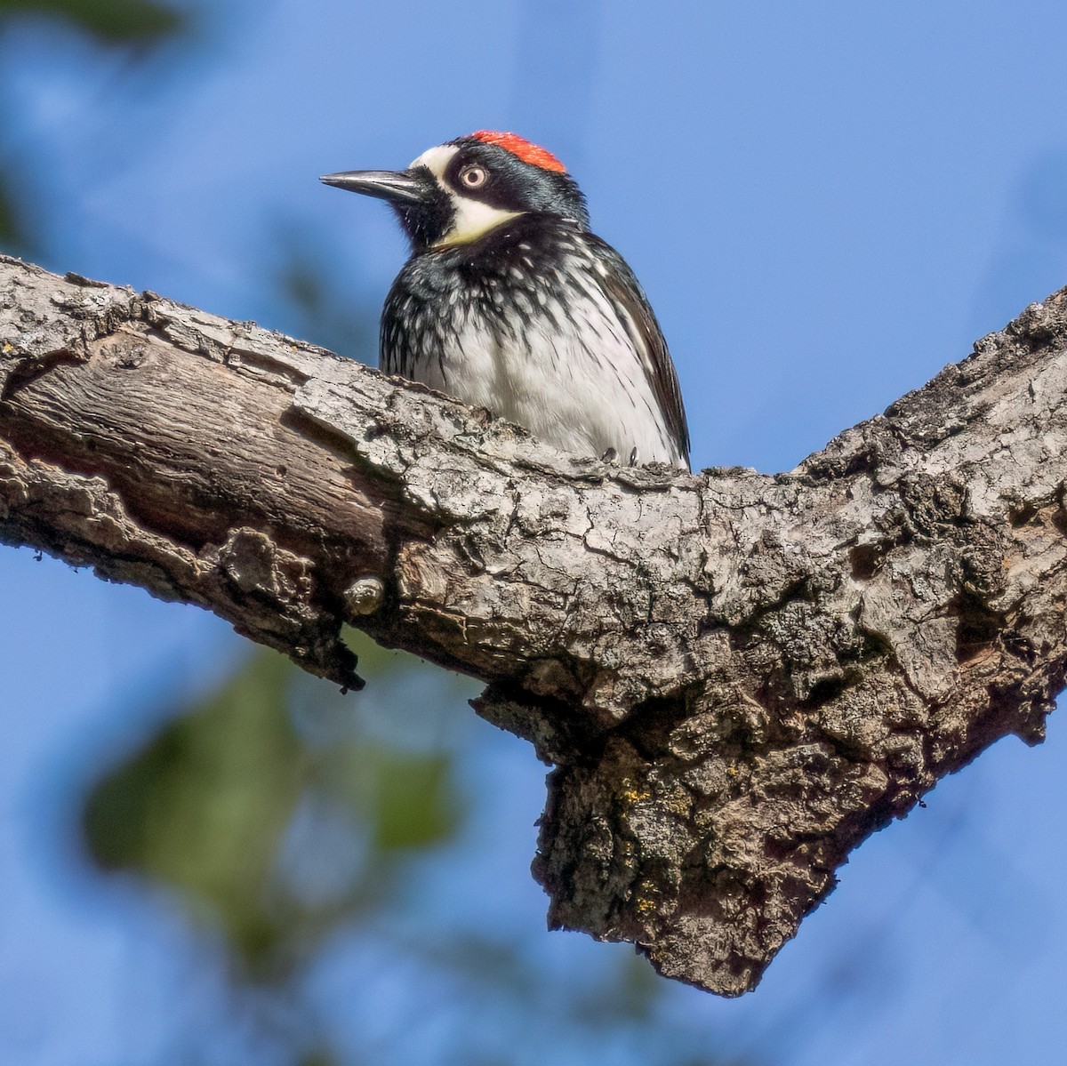 Acorn Woodpecker - ML620060306